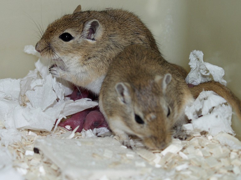 雄沙鼠和雌沙鼠都负责照顾幼崽。两只成年沙鼠在笼子的角落里，可以看到木屑和被褥。在两只成年动物之间可以看到红色的幼崽。