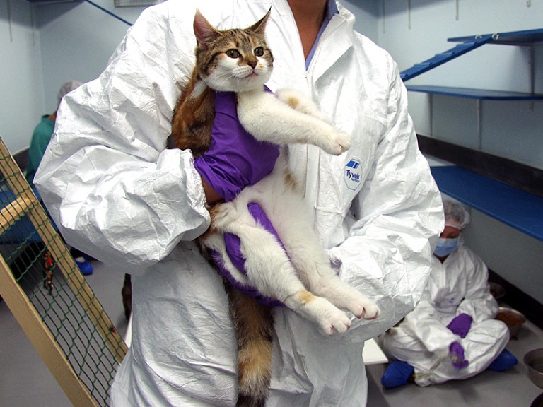 猫被技术人员抱在怀里。技术员穿着白色工作服，戴着塑料实验室手套。