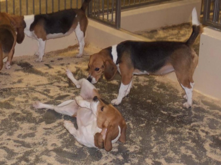 四只狗在一个圈里，相互交流，表现出友好的社会行为。背景中的两只狗是鼻子对鼻子的。在前景中，一只狗仰面朝天，两条腿悬在空中，另一只狗从侧面嗅着它。