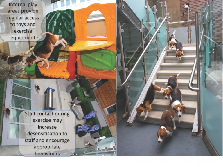 三张狗狗运动的图片。左上角是一个儿童塑料游戏健身房，狗在不同的楼层之间移动。左边的图片显示了一群狗从楼梯上下来。右下方的图片显示的是从上面看到的，技术人员之间的狗在一个开放的区域里玩耍。