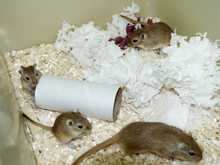 沙鼠家族:一对正在繁殖的沙鼠和它们刚出生的幼崽和较年长的后代。一个成年人坐在右下角。两只较大的幼沙鼠在纸板管附近(浓缩)，另一只成年沙鼠在笼子的右后角落靠近一窝小沙鼠。幼崽是亮粉色和红色的。笼子的地板覆盖着锯末和白色的衬垫材料。
