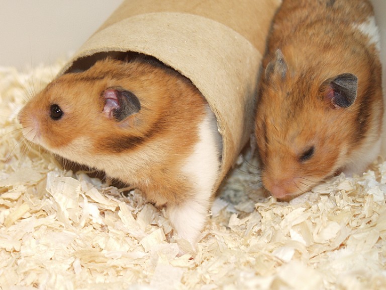 两只仓鼠在一个笼子里。地板上满是木屑。一只仓鼠在右边，另一只在中间，从一个纸板管里出来(丰富)。两只仓鼠都是红色和浅棕色的。