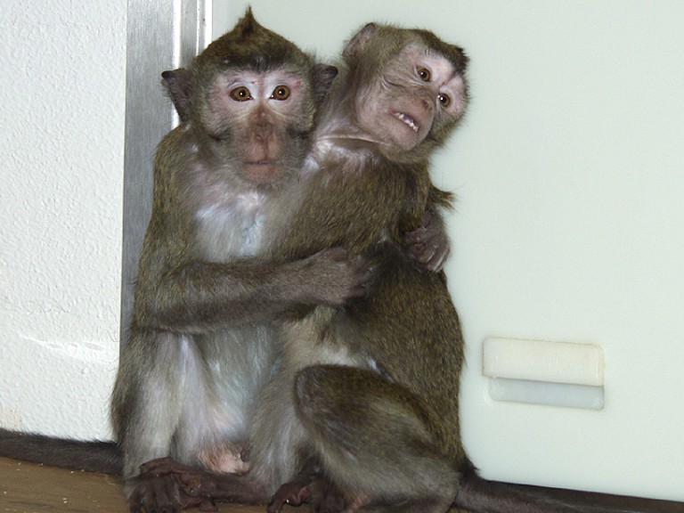 两只猕猴互相抱在一起，可以看到它们的手臂互相缠绕。右边的猕猴正表现出一种“恐惧的微笑/鬼脸”。