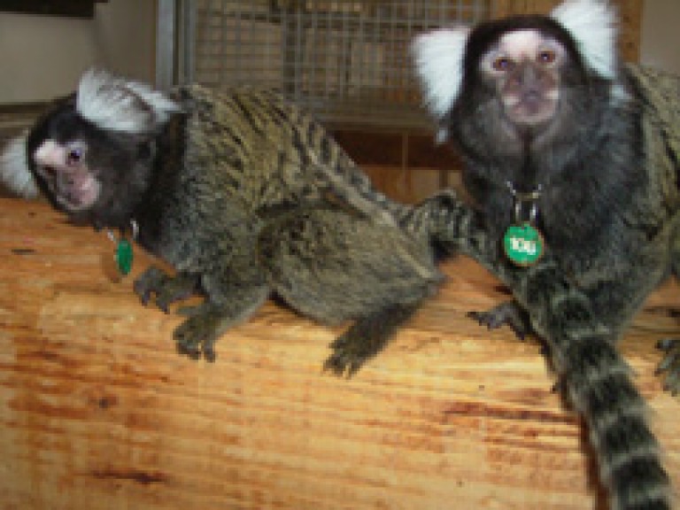 普通狨猴。左边的绒猴正在气味标记，在木架上摩擦它的肛门生殖器区域。