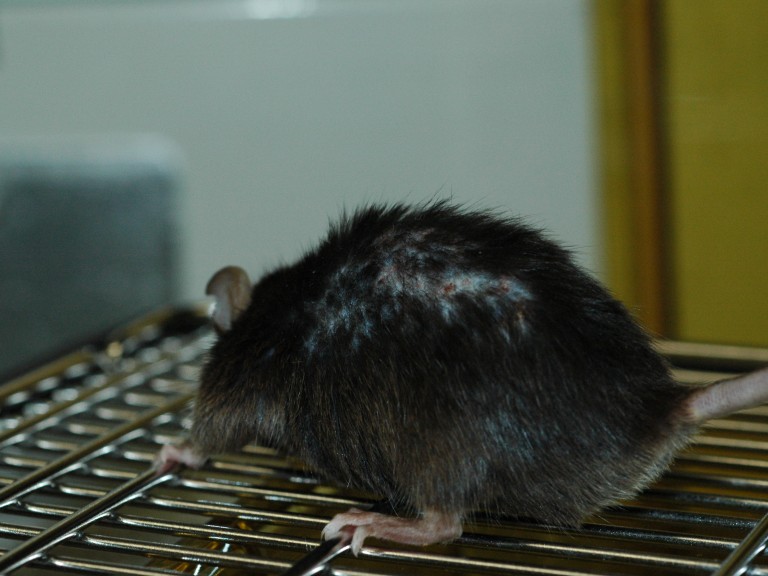 一只背上有伤口的老鼠，是老鼠攻击的结果。