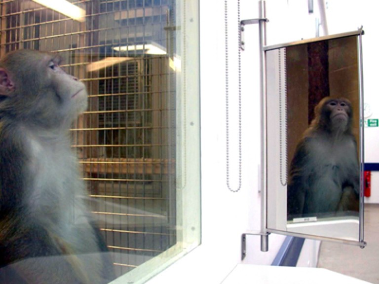 一只猕猴在照镜子。你可以在一些更宽的围栏旁边看到猴子和它的倒影。
