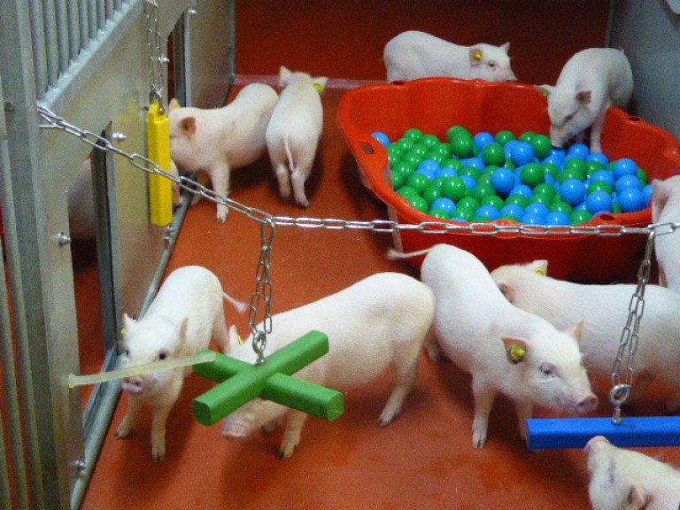 猪圈里的猪。在这个有着红色地板的大游戏圈里可以看到许多猪。在图像的后面有一个球池，里面有红色和蓝色的球，前景中五颜六色的木制玩具用链子悬挂在动物的上方。