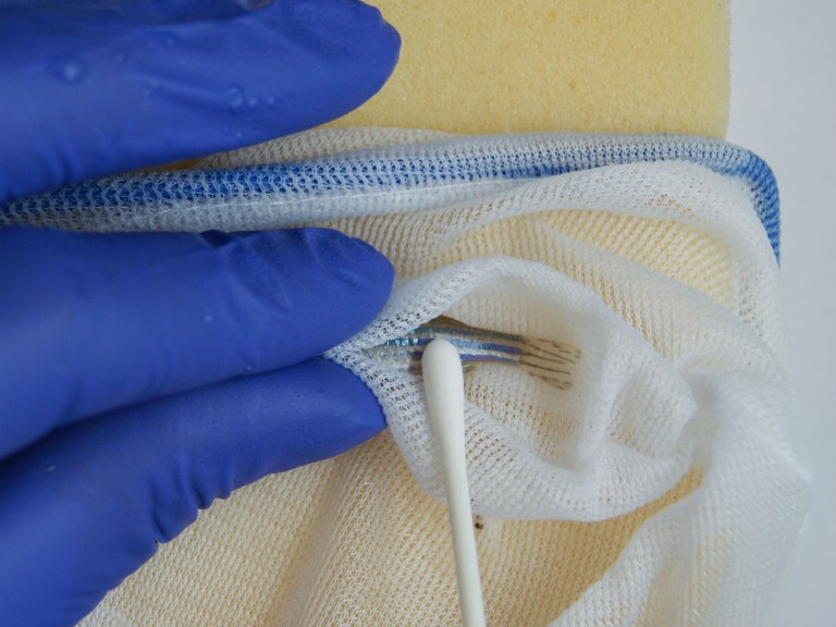 一只斑马鱼被用手网兜住并擦拭。