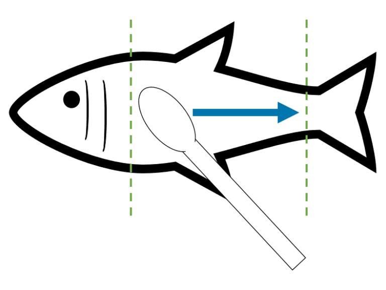 一种小硬骨鱼皮肤拭子的方法，指示拭子的方向，从头部到尾部