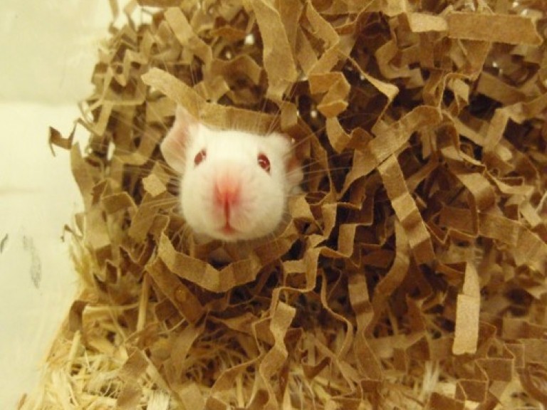 一只老鼠从窝里往外看