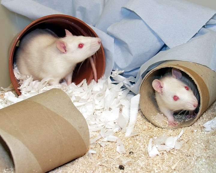 两只白大鼠在一个丰富的笼子里，里面装有纸板隧道和纸巾。