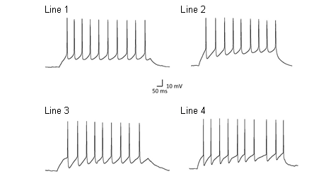 四张折线图显示了从ipsc衍生的神经元在去极化反应中记录的动作电位。受感染和未受影响的个体的代表性痕迹。