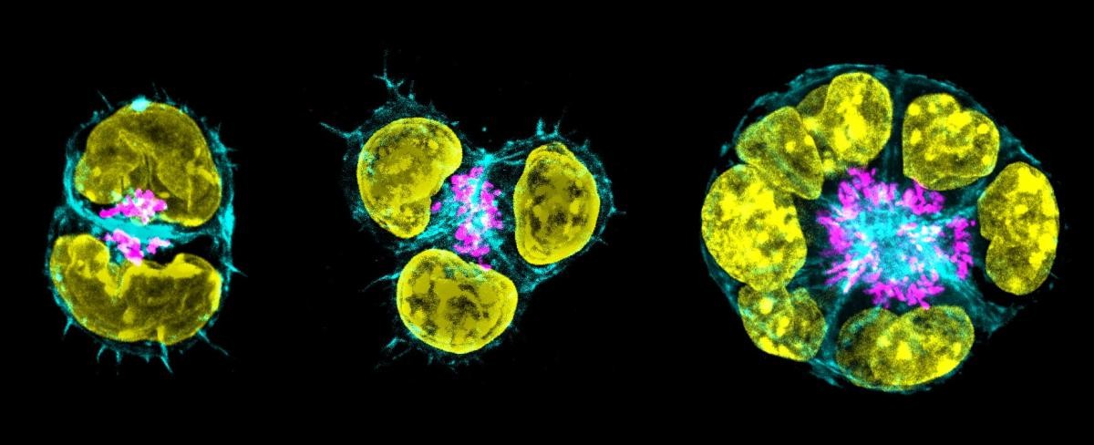 小鼠胚胎干细胞的3D培养再现了早期胚胎发育的两个过程——极化和空腔形成。