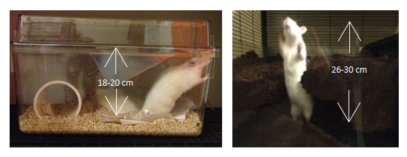 两个图像显示了每个图像上与最小笼高度有关的大鼠站立。在第一个图像上，高度为18至20厘米，另一个图像为26至30厘米