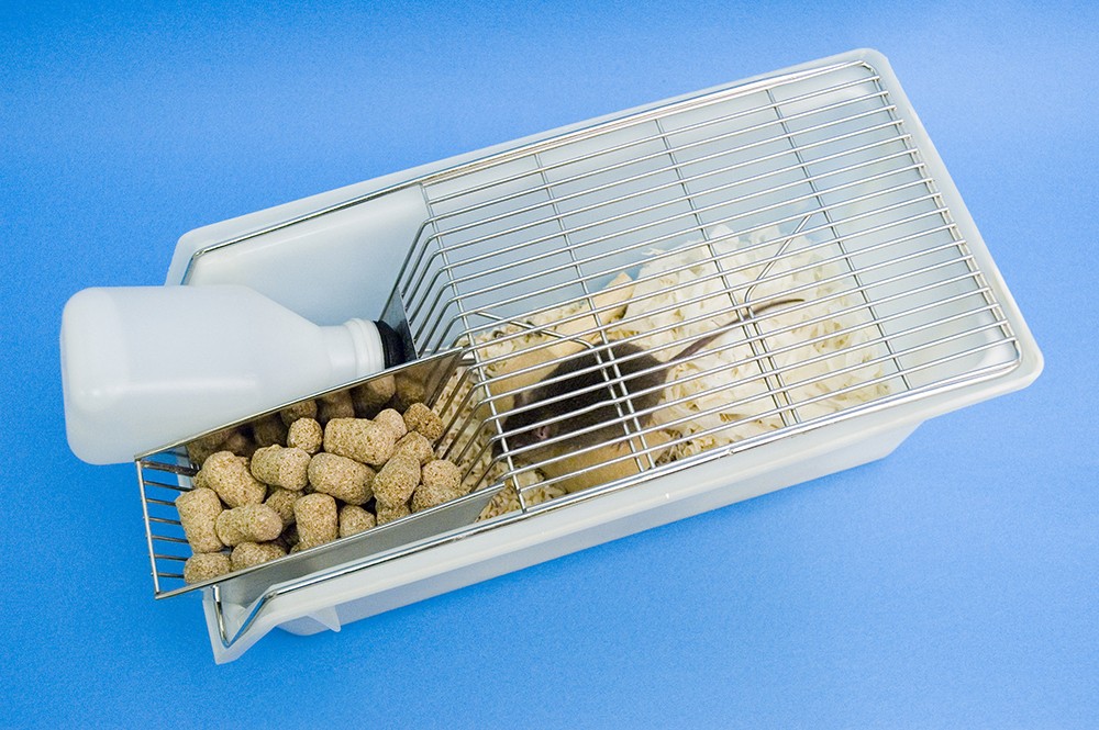 一种传统的开顶笼子，用于在实验室环境中饲养老鼠。一个塑料盒子，顶部有一个金属格栅，带有一个边料斗，用来装食物和水。透过金属栅栏可以看到一只黑老鼠。