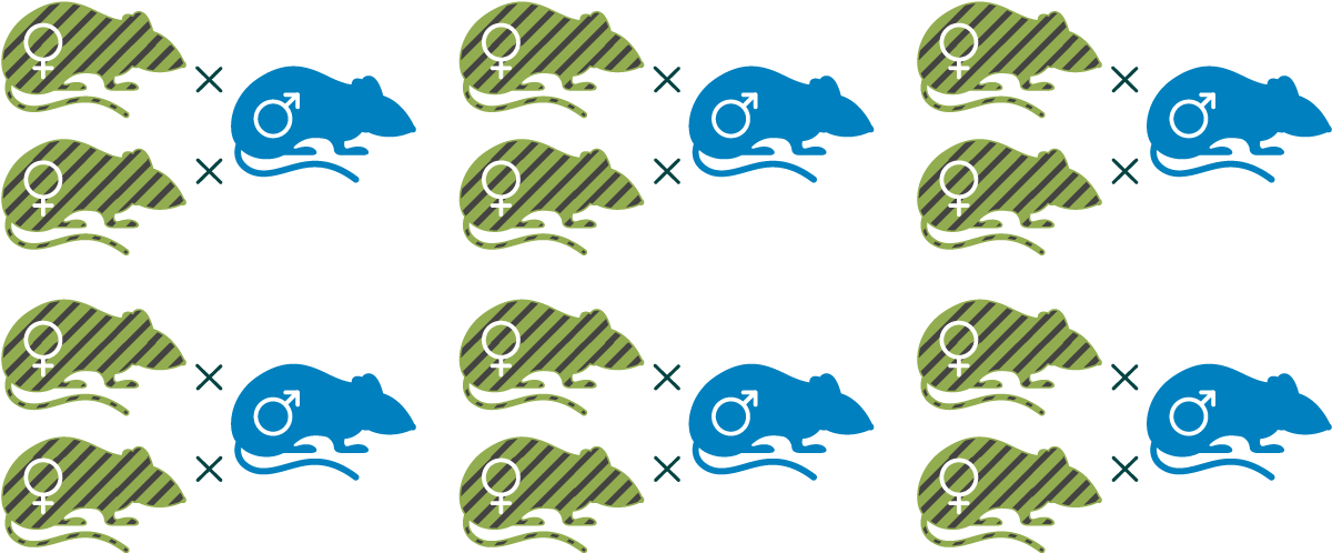 12只带条纹的母鼠代表野生型，6只纯色的雄鼠代表杂合子。每只雄性老鼠与两只雌性老鼠之间隔着一个小x，表示繁殖三人组。