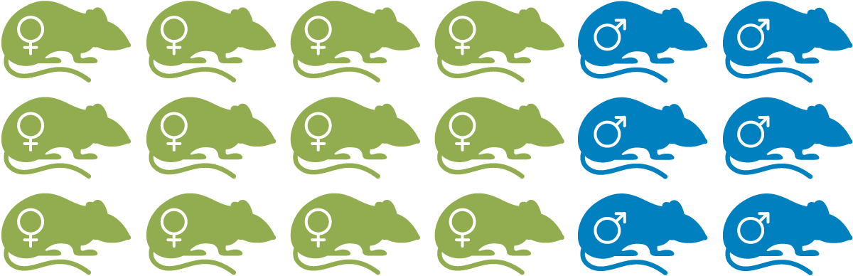保留了第一次交配的实验的小鼠图（步骤1），显示了12只纯色雌性小鼠和6只纯色雄性小鼠，所有小鼠均代表杂合子。