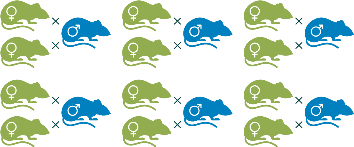 小鼠交配方案的图表，有12位纯色雌性小鼠和6只纯色雄性小鼠，均代表杂合子。每只雄性小鼠与两只雌性小鼠中的每一只小鼠分离，表明三重奏。