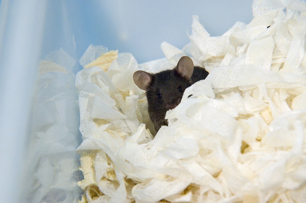 实验室里的黑老鼠在它的窝里被褥包围着，可以看到老鼠的头部、耳朵和鼻子