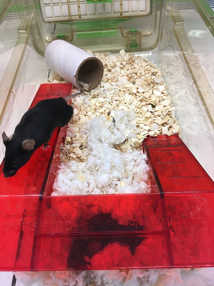 小鼠下腔静脉中的夹层夹层是由红色塑料制成的，它提供了一个黑暗的庇护所，因为老鼠无法在红光光谱中看到，同时允许技术人员和研究人员看到动物。可以看到一只黑老鼠在夹层下的垫层材料中，另一只正在夹层上爬，展示如何丰富可以提供更多的攀爬空间。在笼子的角落可以看到一个纸板隧道，作为进一步丰富的证据。