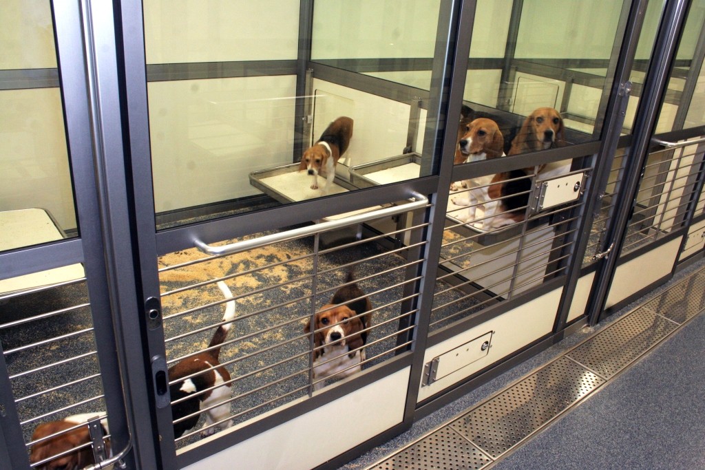 在阿斯利康的实验室里，狗被安置在家里的围栏里