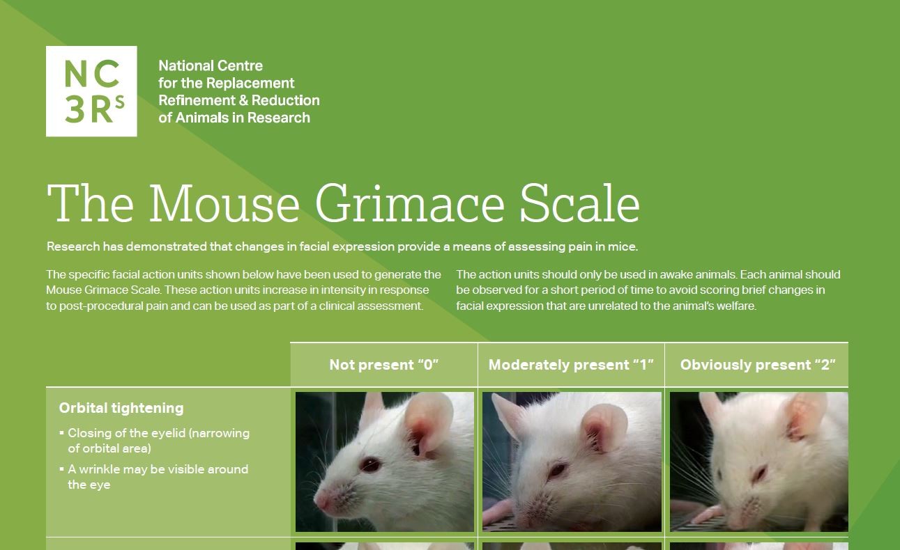 老鼠鬼脸比例海报的前三分之一的截图，显示了收紧眼眶的面部动作单元