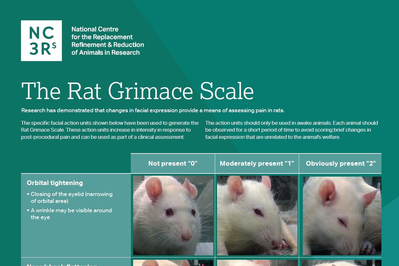 大鼠鬼脸规模海报的前三分之一的屏幕截图，显示轨道收紧面部动作单元