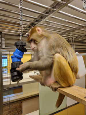 一把猕猴坐在木板上，并用难题玩耍。图片来源：剑桥大学。
