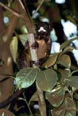照片中绢毛猴和树叶的颜色是柔和的，呈灰色，而不是明亮多彩的。