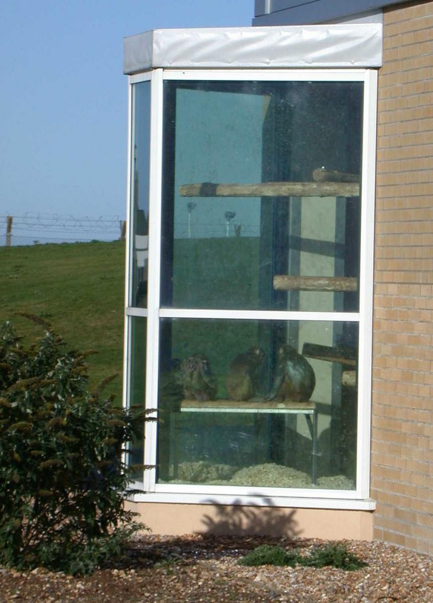 英国猕猴机构的飘窗。你可以看到猕猴坐在里面的窗台上，望着窗外绿色的田野和蓝色的天空。