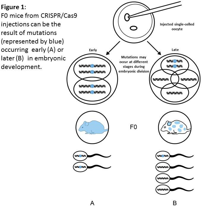 图1:注射CRISPR/Cas9的F0小鼠可能是胚胎发育早期或晚期发生突变的结果。