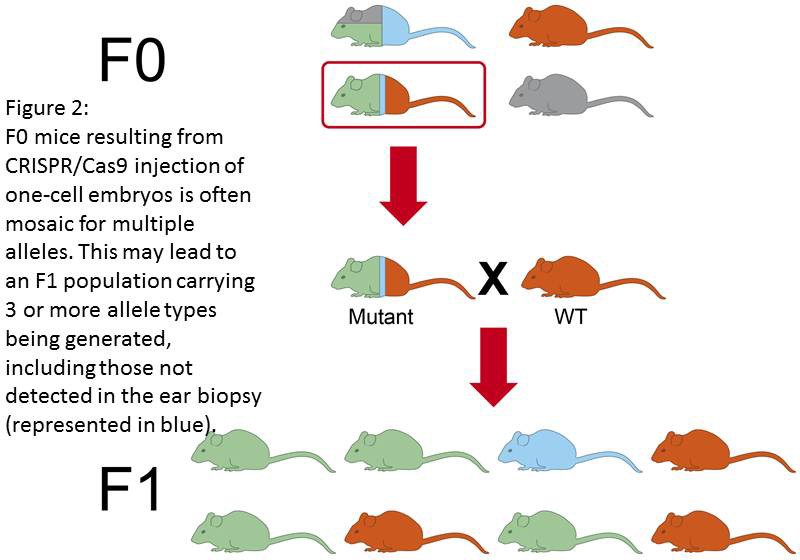 图2:单细胞胚胎注射CRISPR/Cas9后产生的F0小鼠，常出现多等位基因嵌合。这可能导致产生携带3个或3个以上等位基因类型的F1群体，包括那些在耳活检中检测到的标记。