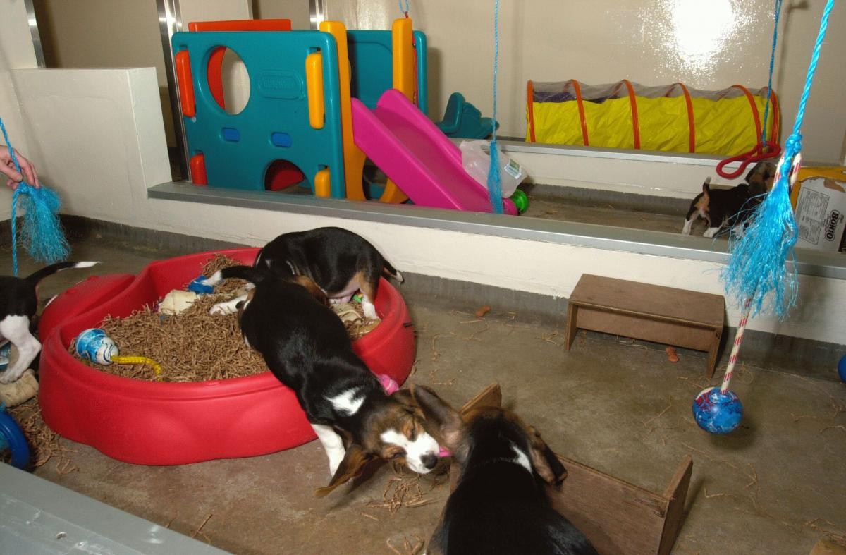 室内狗狗游乐区。这里有许多五颜六色的玩具和游戏区，包括一个黄色的隧道，一个儿童玩过家家的滑梯和一个装满玩具和碎床的红色沙坑。