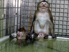 两只食蟹猕猴正在使用特制的聚丙烯泳池。一个人被淹没了，只露出他的头。另一个坐在池边，把脚趾伸进水里。
