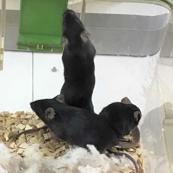 三只老鼠在一个笼子里，其中一只比其他的小，驼着背。
