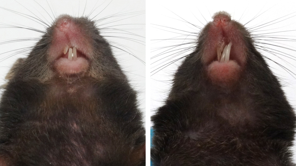 从下面看两只老鼠的头部，显示不健康的，错咬合的牙齿。