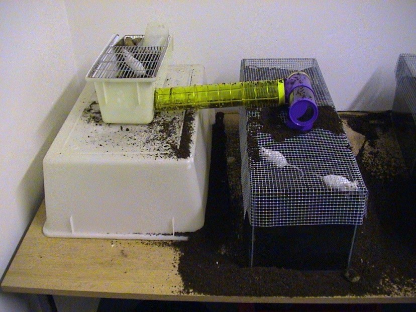 用于研究老鼠挖洞动机强度的仪器