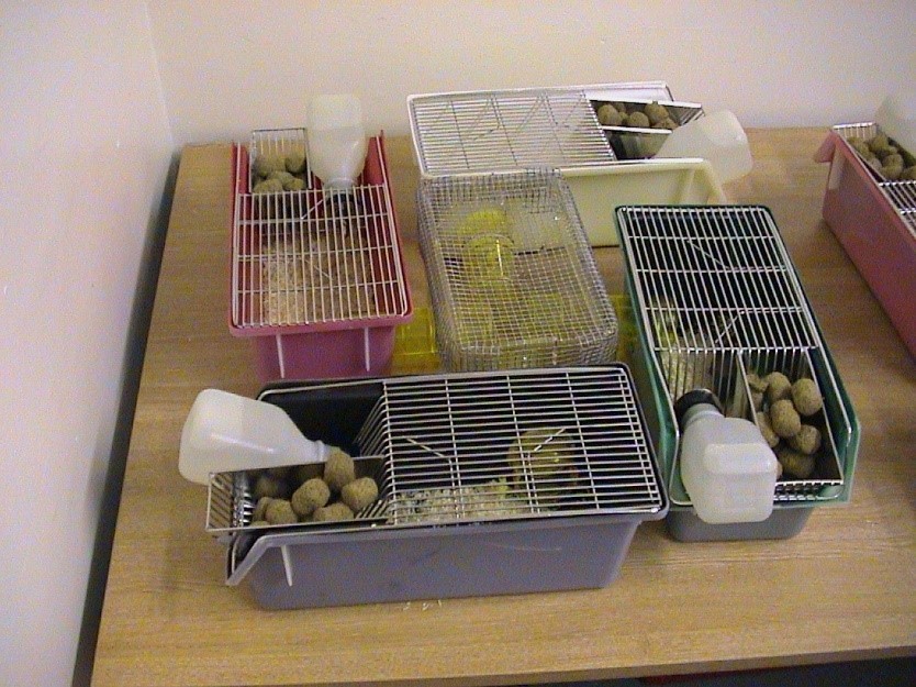 用于调查小鼠对不同颜色笼子的偏好的仪器