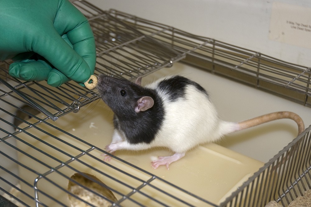 一只老鼠正在接受技术人员的款待，在这种情况下是一种麦片麦片零食。老鼠坐在笼子里的盒子上(盖子是开着的)。技术人员戴着手套伸手进去，那只黑白相间的戴着头巾的老鼠伸手去拿食物。
