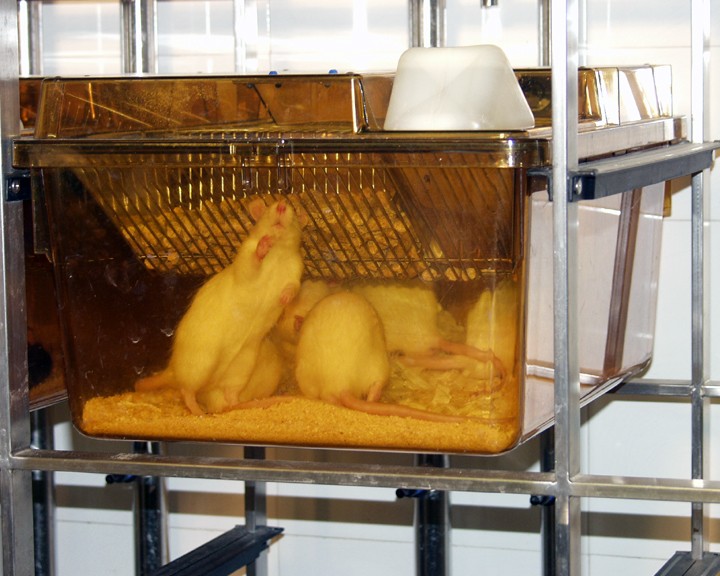鼠笼:装有小白鼠的笼子笼子是用带黄色的塑料制成的，有一个可见的铁丝食物漏斗。可以看到五只老鼠，四只背对着镜头，离得最近的一只正站在食斗前面。