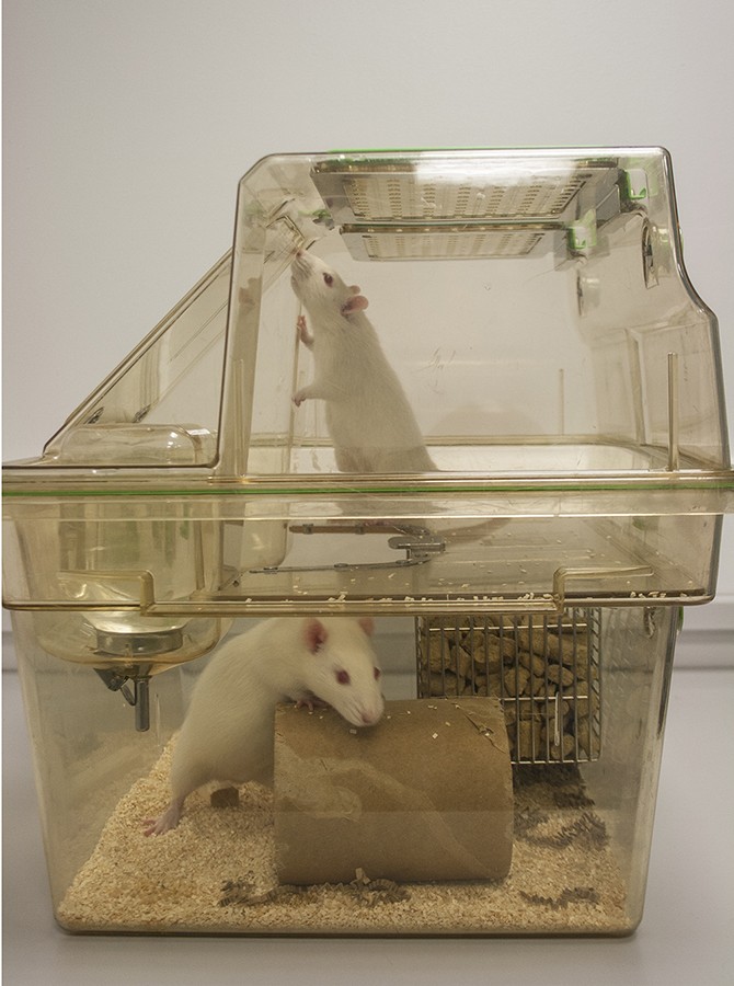 两只老鼠在双层笼子里，这样它们就能自然地直立起来。在较低的一层，可以看到一只小白鼠正面对着摄像机，爬过一个纸板管(浓缩)。可以看到，另一只小白鼠站起来，朝着笼子的后面探索笼子的顶部。