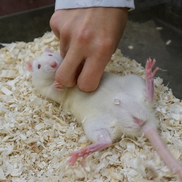 一只不戴手套的手在挠一只小白鼠。老鼠正仰卧在笼子里的锯末上。