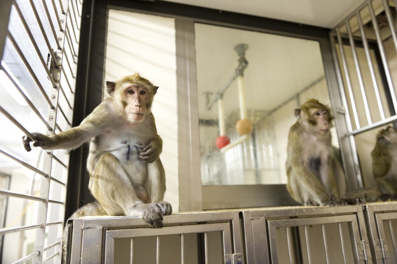 三只雄性食蟹猕猴坐在它们的实验室围栏里。一只动物正看着摄像机。该外壳是由一个钢框架与嵌板和玻璃窗。透过窗户可以看到一个塑料和金属制成的栖木悬挂在天花板上。