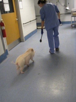一只猪在实验室的走廊里，还有一个驯兽师。驯兽师拿着一个移动的靶子，猪被训练来跟随它。
