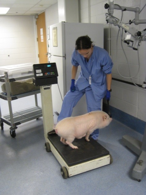 猪在实验室中。猪已经受过训练，可以站在秤上，并自愿爬上秤以进行常规称重。