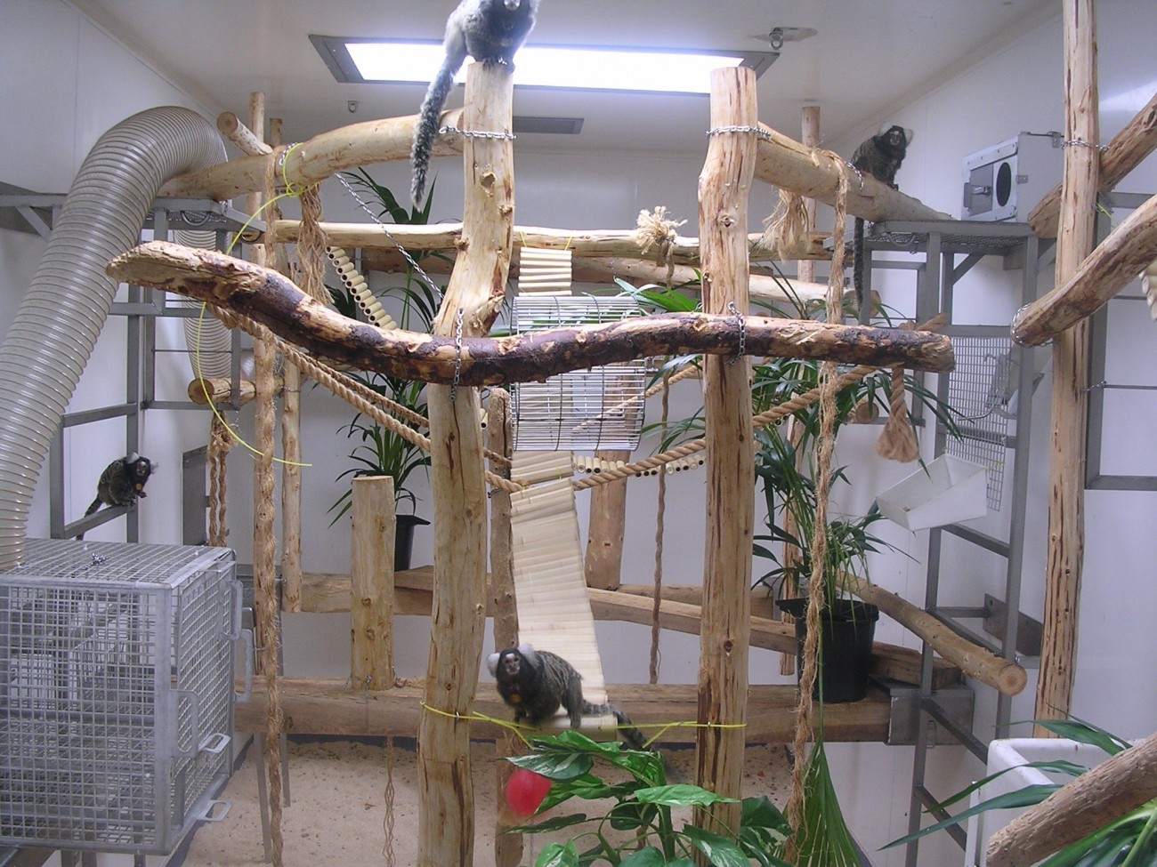 一群生活在实验室里的狨猴。四只绒猴栖息在木树枝和金属框架上，它们占据了可用的房间空间。房间里的其他浓缩物包括悬挂的绳索和植物。天花板上有人工照明，地板上有木屑。左手边是一个小网笼，用来捕捉动物，还有一个软管，可以让猴子进入实验室屋顶的户外围栏。