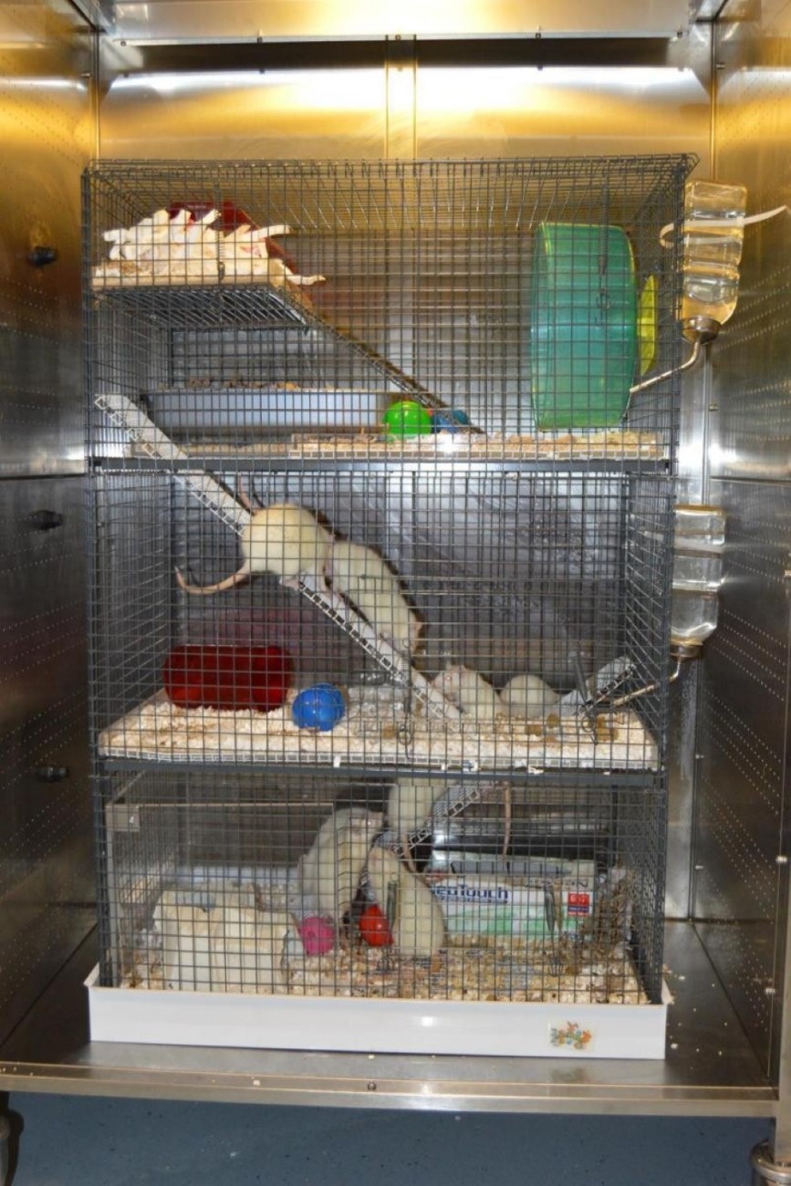 一个被用来做老鼠玩耍围栏的高笼子。有三层不同的梯子，老鼠可以在每一层之间爬上去。可以看到许多大鼠在不同的水平之间移动。每一层都有丰富和玩耍的物品，包括一个用来装实验室手套、彩色球、管子的纸板箱，一个轮子和顶部一层有一些铺垫材料的升高平台。