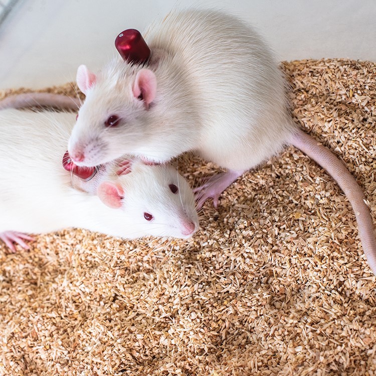 两组老鼠被植入经皮皮肤按钮
