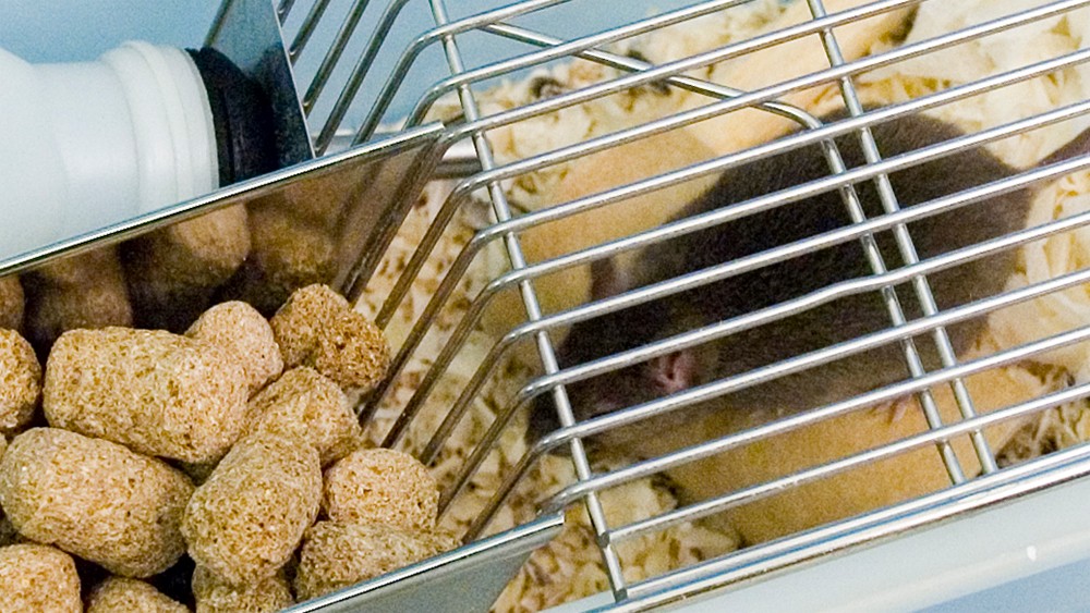 在某些食物颗粒旁边的标准笼中的鼠标