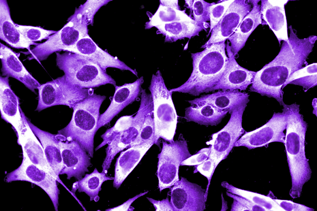细胞的显微镜图像发光紫色